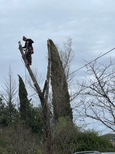Photo de galerie - Elagage et coupe d'arbres