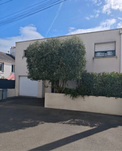 Photo de galerie - élagage d’un olivier après 