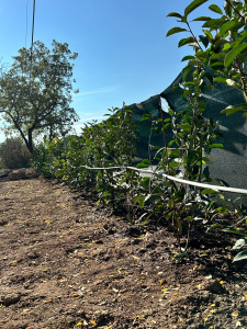 Photo de galerie - Après la plantation des Photinias Red, installation d’un goutte-à-goutte avec programmateur.  L’arrosage se fait automatiquement, sans intervention du client. 