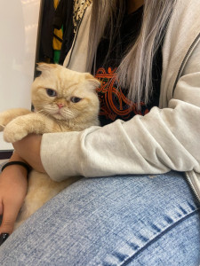 Photo de galerie - Petit moment de douceur avec ce chat adorable 