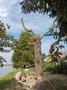 Photo de galerie - Elagage et coupe d'arbres