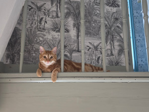 Photo de galerie - Garde chats