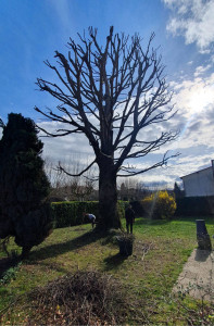 Photo de galerie - élagage d’arbre 