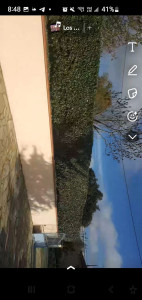 Photo de galerie - Taille haie laurines