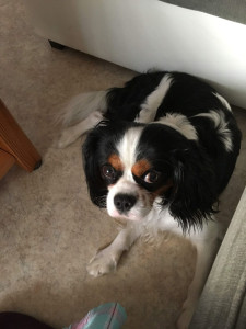 Photo de galerie - Garde chien