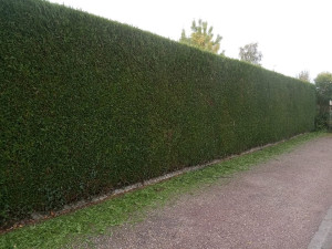 Photo de galerie - Paysagiste - Aménagement du jardin