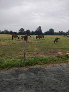 Photo de galerie - Garde dans un élevage de trotteur 