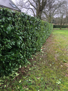 Photo de galerie - Taille de haies