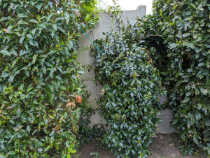 Photo de galerie - Taille d'arbustive 