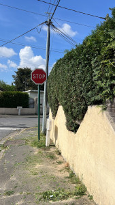 Photo de galerie - Taille de thuyas