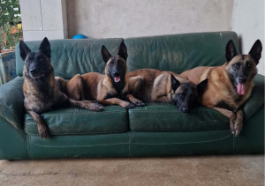 Photo de galerie - Garde chien