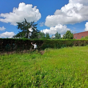 Photo de galerie - Rabattage de haie