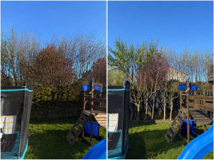 Photo de galerie - Elagage et coupe d'arbres