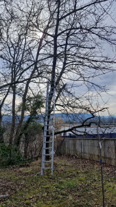 Photo de galerie - Abattage d'un arbre.