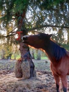 Photo de galerie - Je suis disponible pour m'occuper de vos chevaux pendant vos vacances, grain, foin, eau, box, près. 