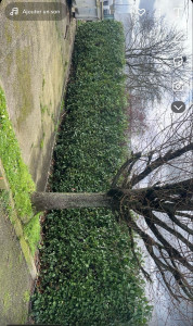 Photo de galerie - Taille de haies et d'arbustes