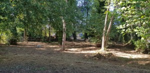 Photo de galerie - Débroussaillage