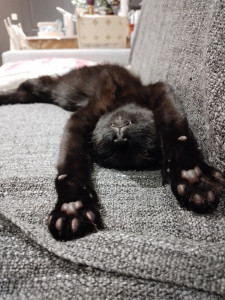 Photo de galerie - Garde chat