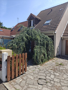 Photo de galerie - Avant abattage d'un Cèdre pleureur de l'Atlas 