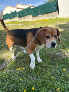 Photo de galerie - Voici zappy un mal dominant qui n’aime pas les chiens et les chats mais qui est malgré tout adorable et super gentil ?