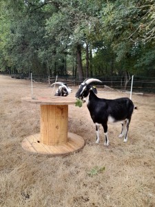 Photo de galerie - Garde animaux