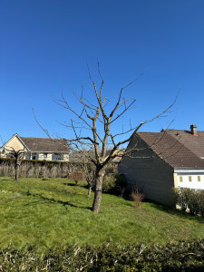 Photo de galerie - Elagage et coupe d'arbres
