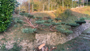Photo de galerie - Réalisation de taille en banzaï