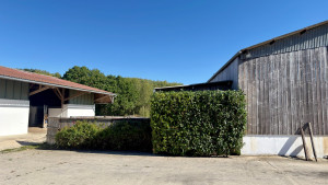 Photo de galerie - Réduction de la hauteur, taille des côtés et remise en forme complète de la haie.