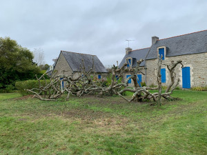 Photo de galerie - Elagage et coupe d'arbres