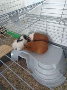 Photo de galerie - Garde animaux