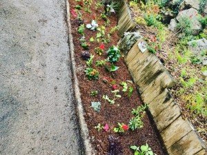 Photo de galerie - Je peux planter, tailler, pailler, élaguer toutes sortes de plantes , arbustes, massifs ou arbres de votre jardin.