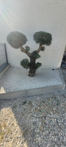 Photo de galerie - Taille en nuages 