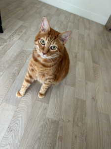 Photo de galerie - Garde de chat 