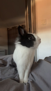 Photo de galerie - Garde animaux