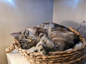 Photo de galerie - Ricotta 