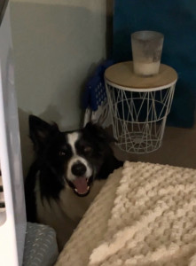 Photo de galerie - Max gardé deux week-ends 