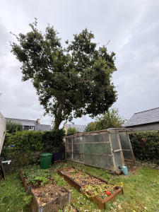 Photo de galerie - Elagage et coupe d'arbres