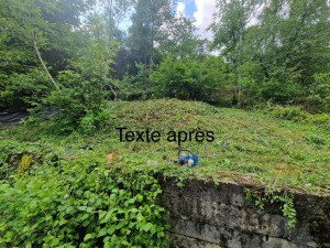 Photo de galerie - Elagage et coupe d'arbres