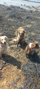 Photo de galerie - Praga,  ma chienne, golden retriever de 6 ans à gauche accompagne de deux loulous en garde
