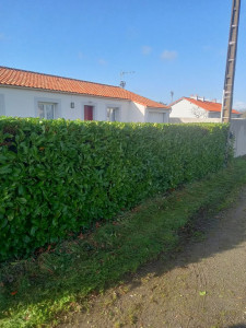 Photo de galerie - Taille de haie 