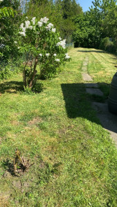 Photo de galerie - Tonte