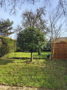 Photo de galerie - Taille de haies et d'arbustes