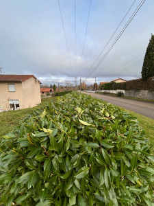Photo de galerie - Taille de haies et d'arbustes