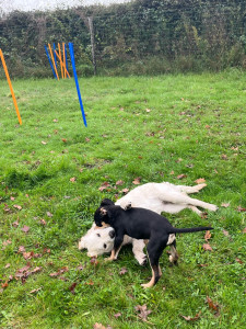 Photo de galerie - Jeux et socialisation du chien