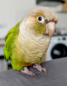 Photo de galerie - Ness ? Mon perroquet (Conure à joues vertes)