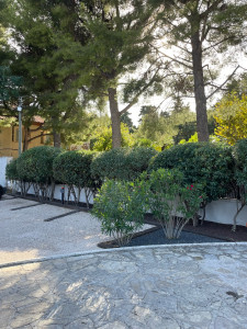 Photo de galerie - Taille de haies en nuage 