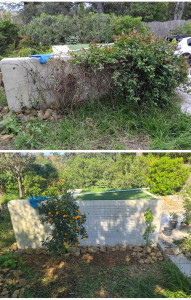 Photo de galerie - Un chèvrefeuille ingérable à été remplacé par des fruitiers