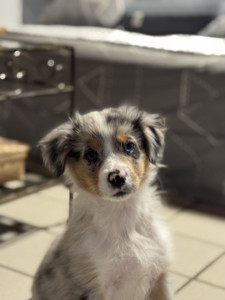 Photo de galerie - C'est mon chien, il à quelques mois, sur cette photo je lui ai appris l'ordre 