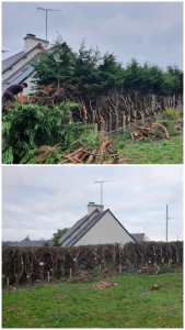 Photo de galerie - Bonjour taillages de haies avant et après. 