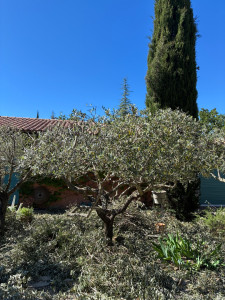 Photo de galerie - Elagage et coupe d'arbres